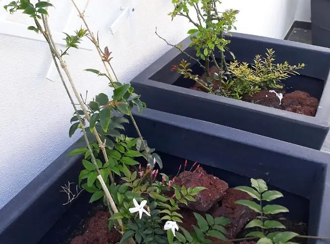 Garden - Casa Sao Joao - 4 Star Tourist