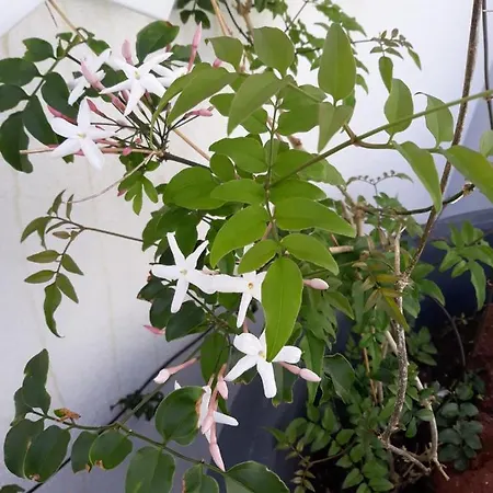 Garden - Casa Sao Joao - 4 Star Tourist * Angra do Heroismo