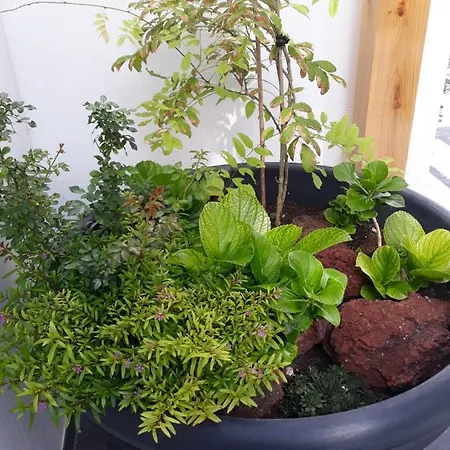 Apartment Garden - Casa Sao Joao - 4 Star Tourist *