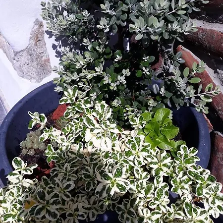 Garden - Casa Sao Joao - 4 Star Tourist * Angra do Heroismo