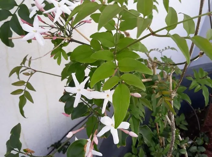 Garden - Casa Sao Joao - 4 Star Tourist * Angra do Heroísmo