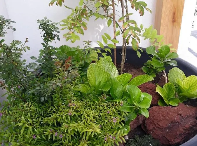 Daire Garden - Casa Sao Joao - 4 Star Tourist *