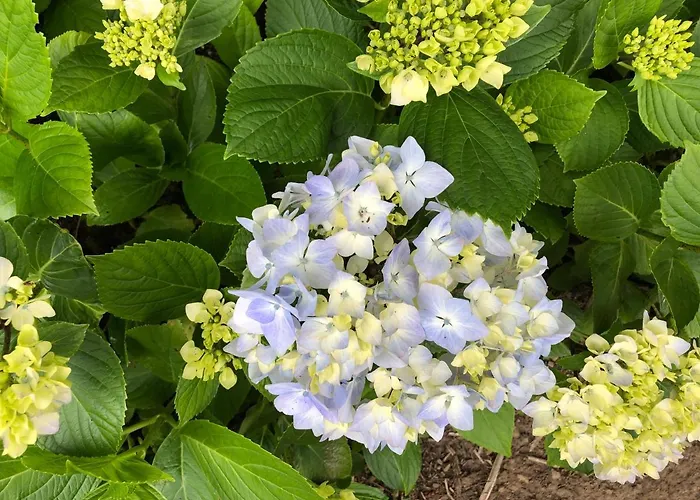 Daire Garden - Casa Sao Joao - 4 Star Tourist Angra do Heroísmo