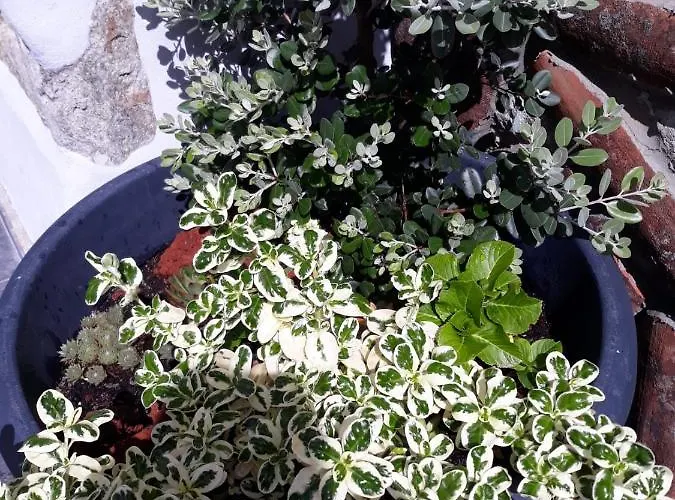 Garden - Casa Sao Joao - 4 Star Tourist * Angra do Heroísmo