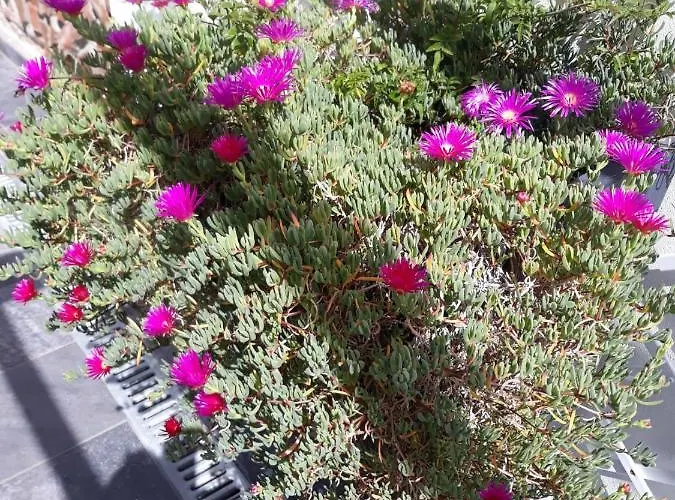 Garden - Casa Sao Joao - 4 Star Tourist * Angra do Heroísmo